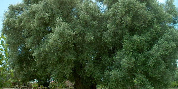 Gli Oli Extravergine di oliva DOP del Lazio