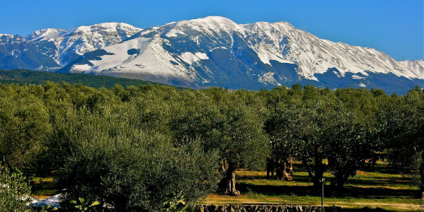 The extra virgin olive oil of Abruzzo
